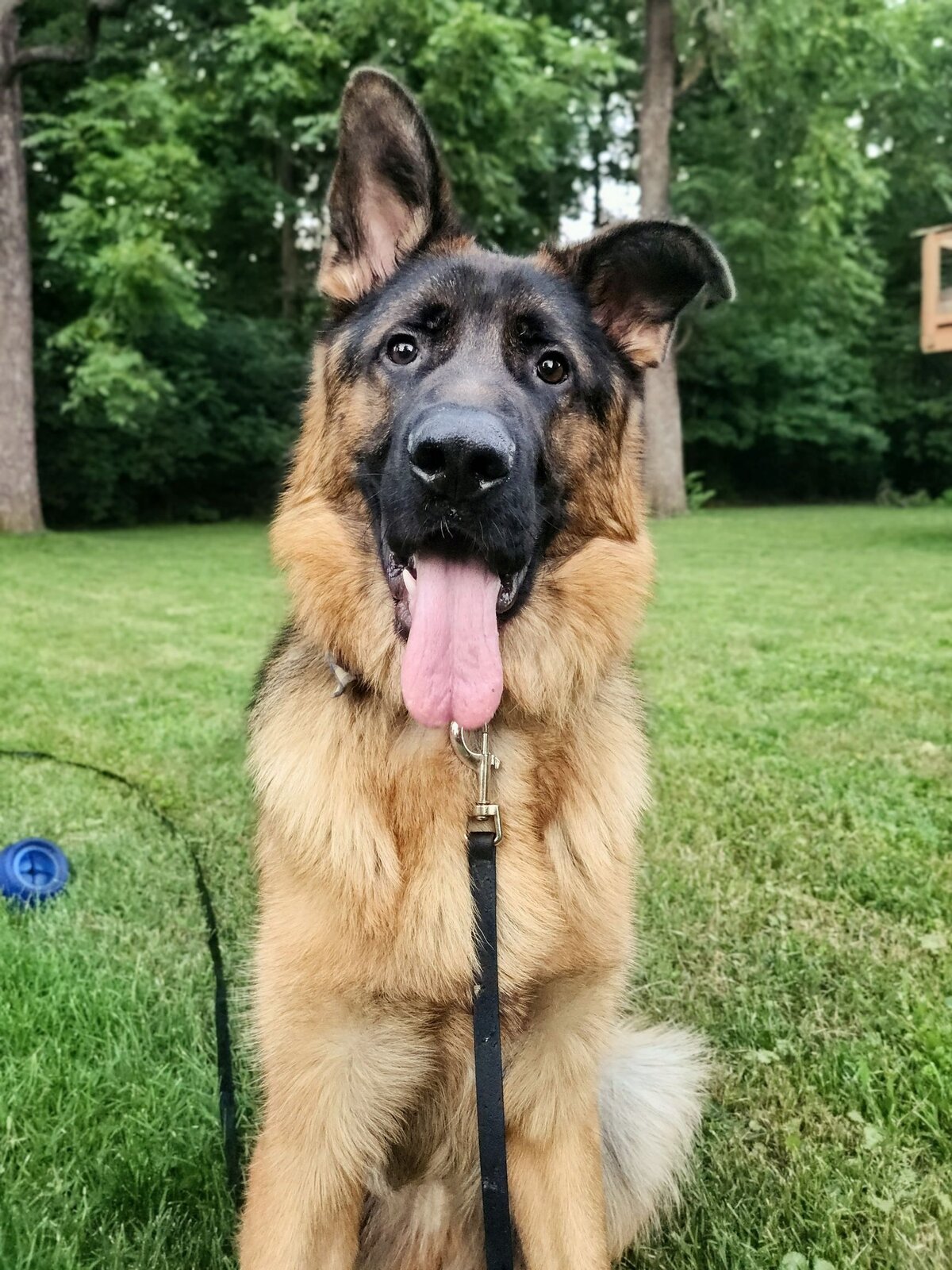 Arlo, a young German Shepherd, sitting on grass and looking toward the camera.