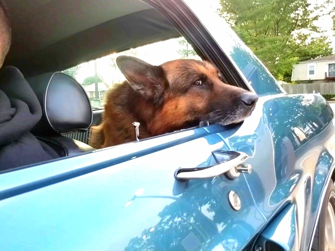 Atlas looking through the open window of a blue classic car.
