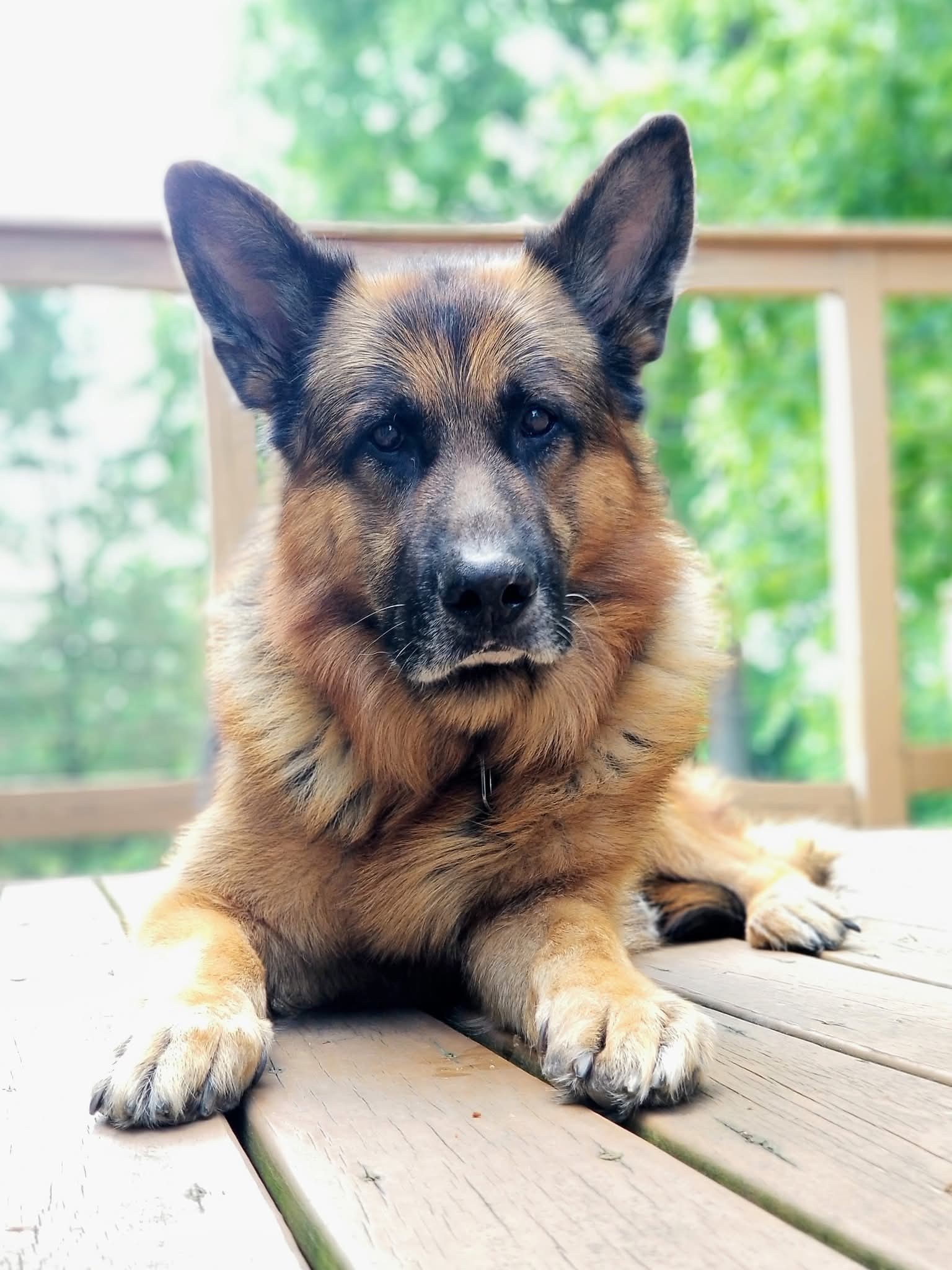 Atlas lying alone on a wooden deck with a softly blurred green background.