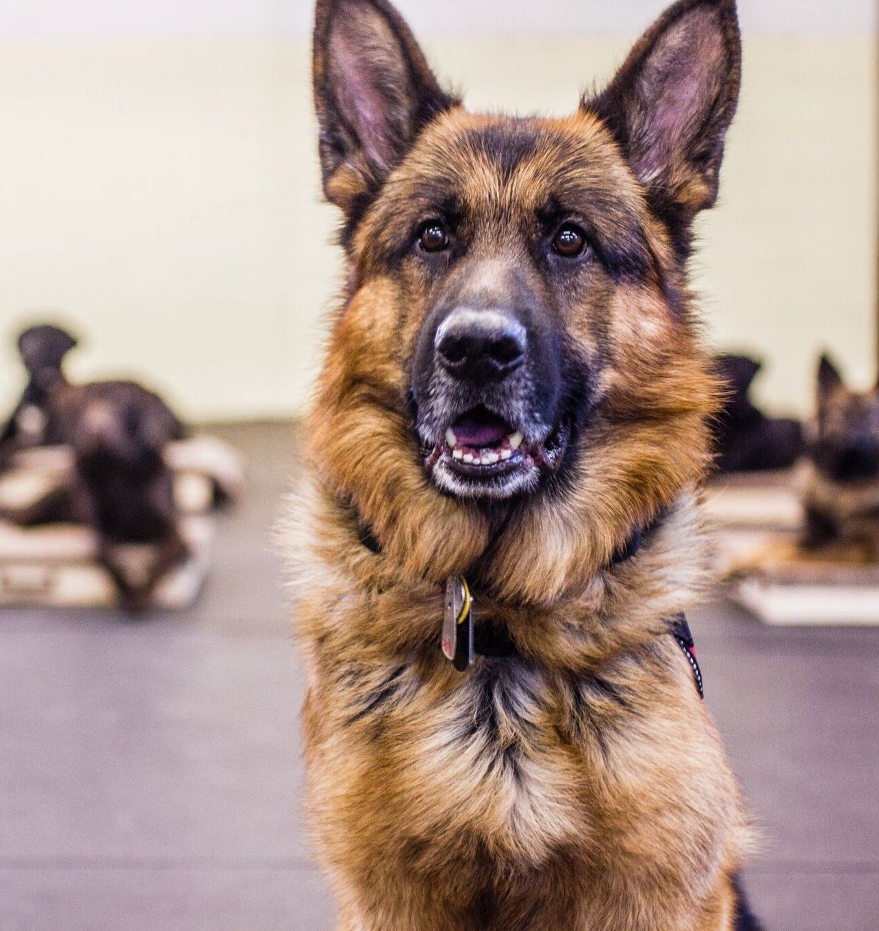 Portrait of Atlas, Kenny Bass’s German Shepherd service dog, photographed at a training facility.
