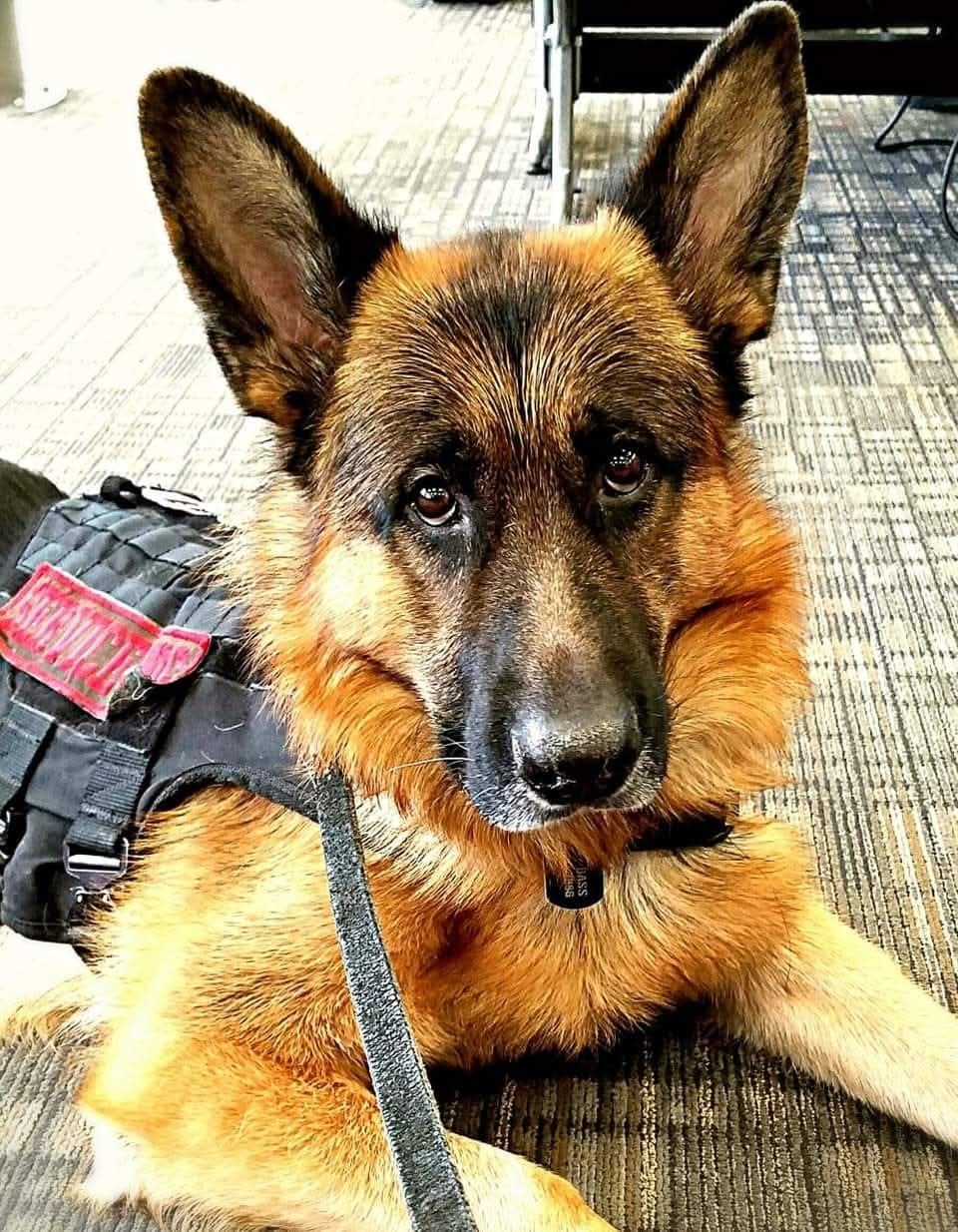 An older Atlas resting in his working harness, his face visibly grey with age.