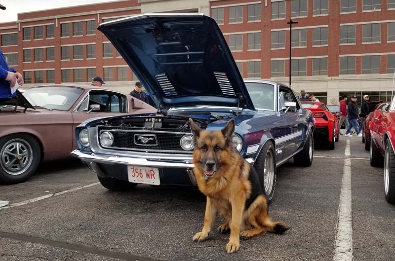 Atlas seated in front of a blue vintage Mustang at an outdoor car show, in the Ford Racing feature.