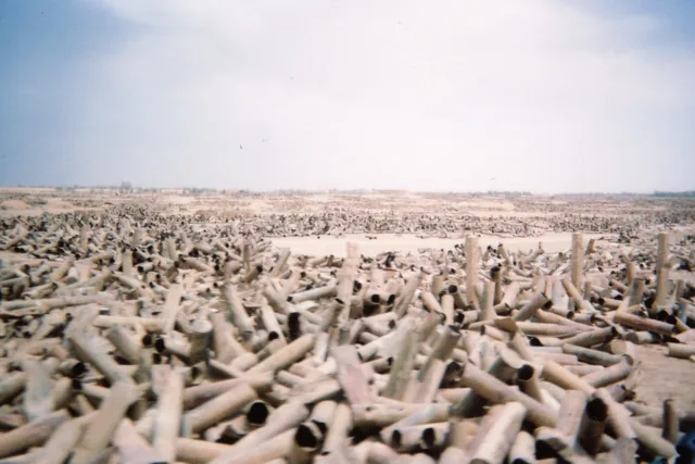 Spent artillery propellant cases stretching toward the horizon under a pale sky in Iraq.