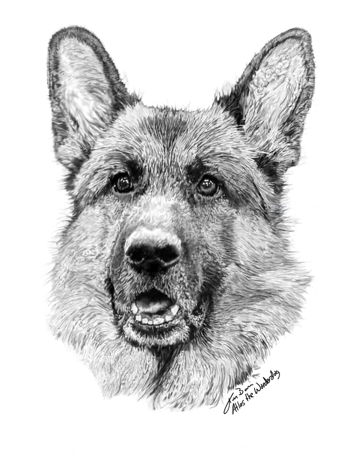A signed black-and-white digital pencil portrait of Atlas, a German Shepherd, drawn by Kenny Bass.
